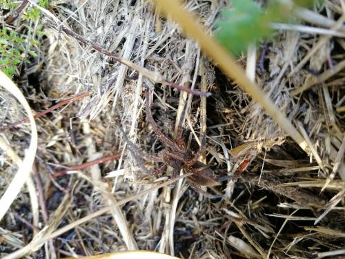 Dolomedes sp.